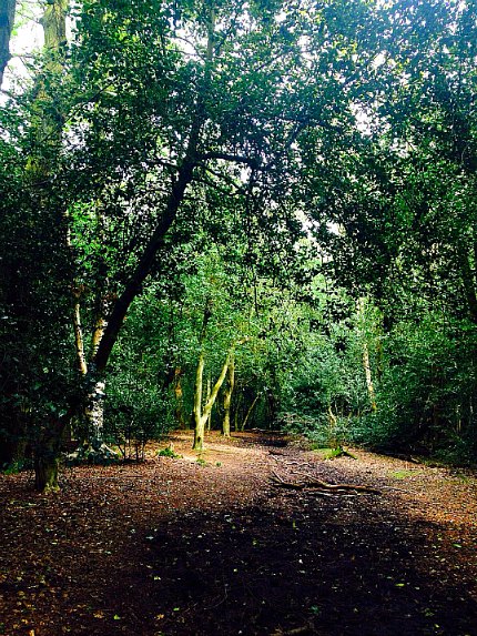 Sutton Park Forest